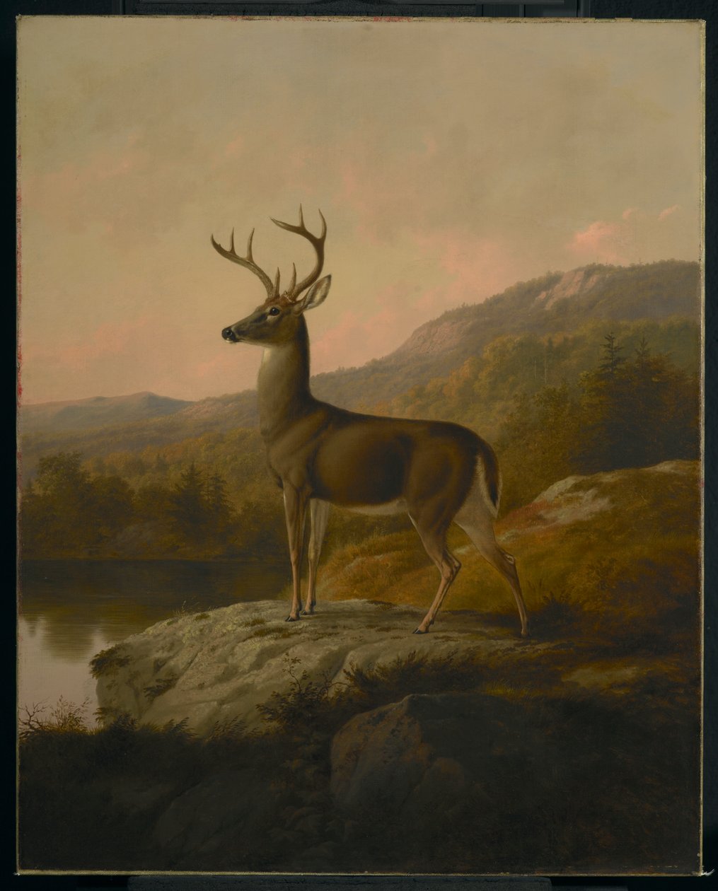 Hjort, 1855 av Thomas Hewes Hinckley