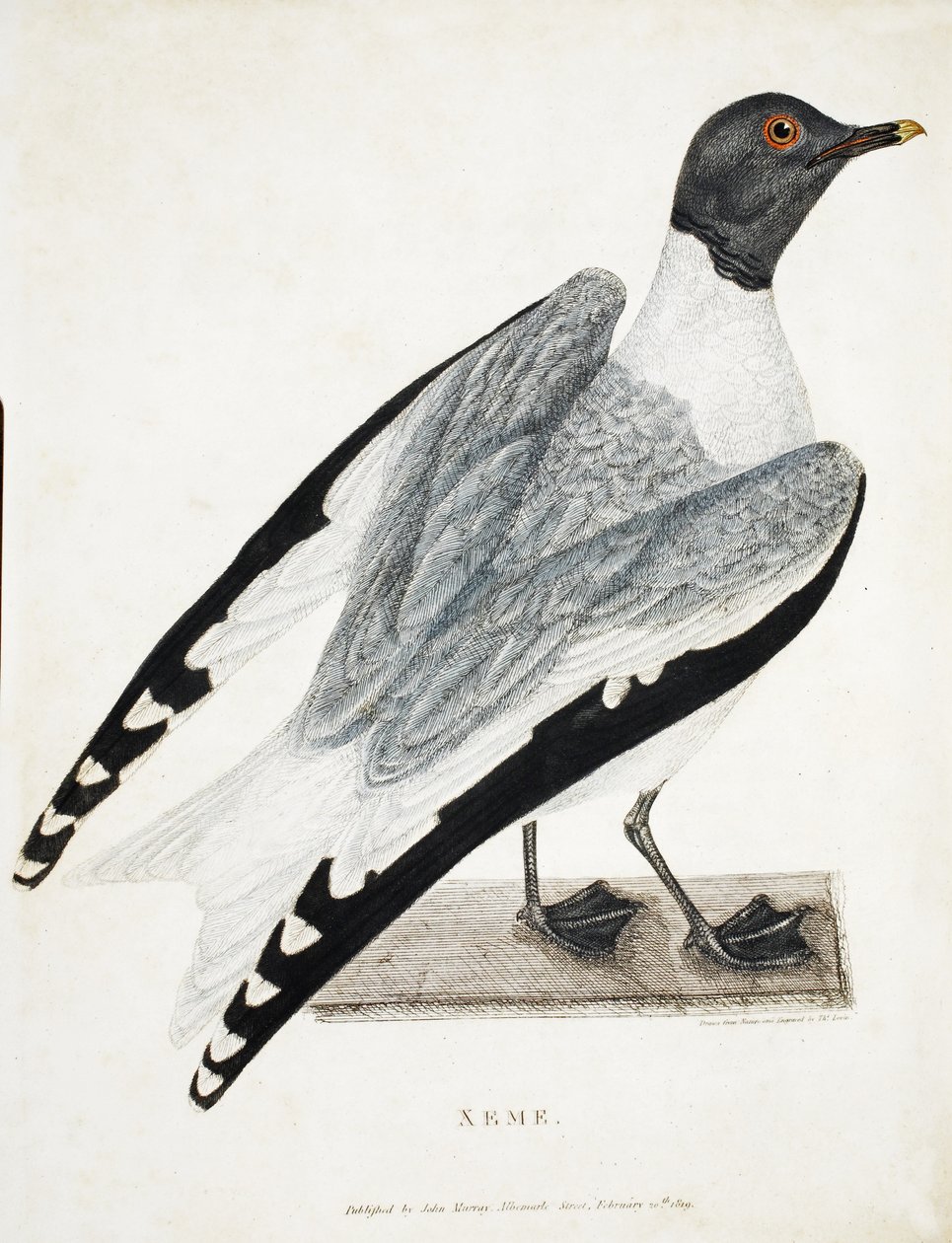 Xeme, illustrasjon fra A Voyage of discovery..., 1819 (håndfarget gravering) av Thomas Lewin
