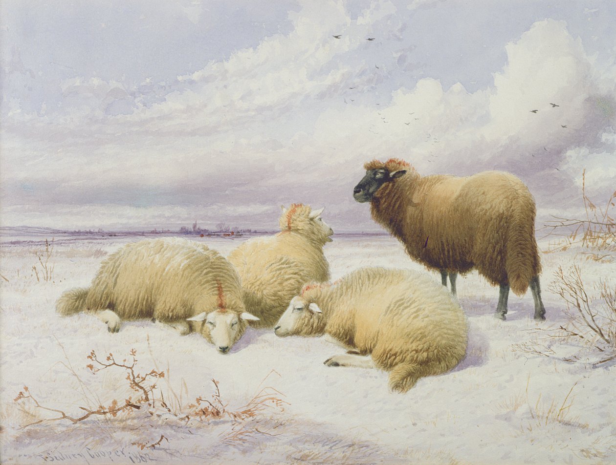 Sauer i snøen av Thomas Sidney Cooper