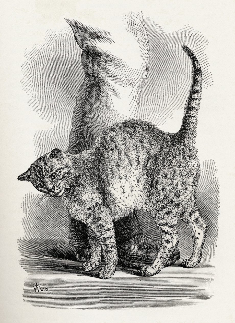 Katt i en kjærlig sinnstilstand, fra Charles Darwins 