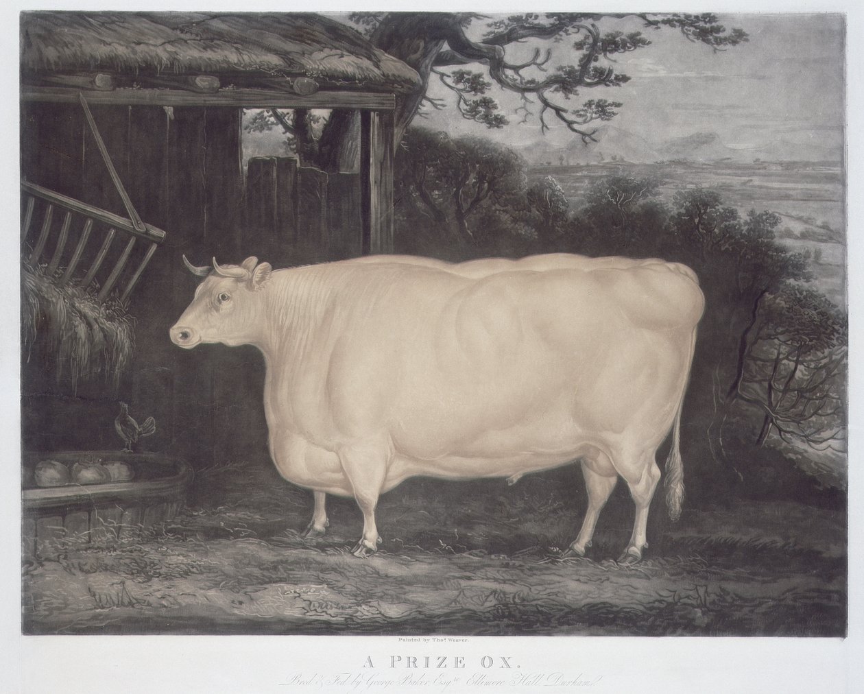 A Prize Ox, gravert av John Thompson, Smeaton, Yorks, 1831 (fargegravering) av Thomas Weaver