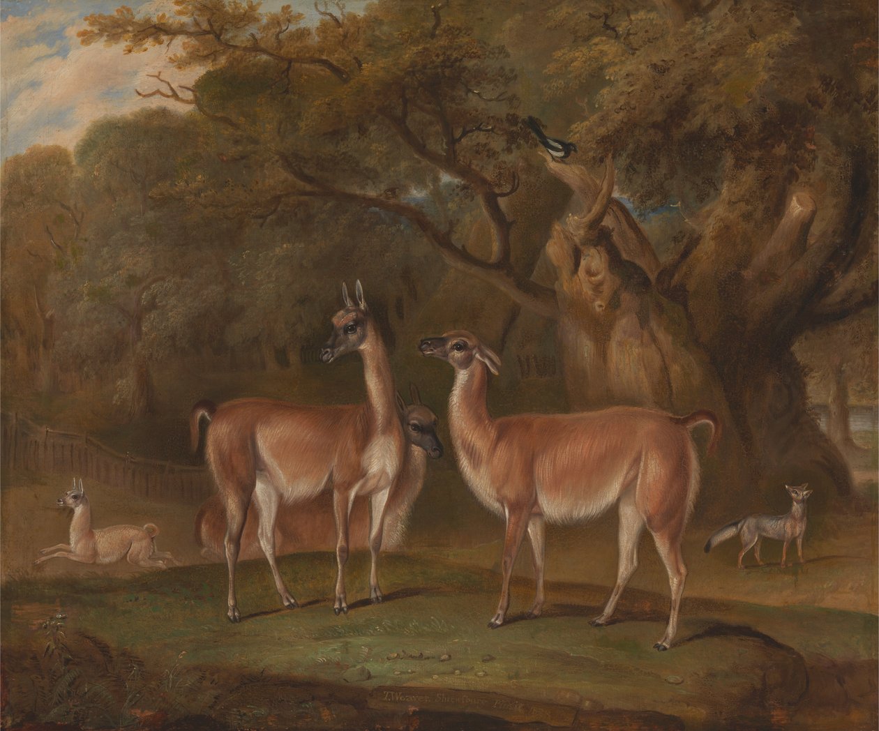 Llamas og en rev i et skogkledd landskap av Thomas Weaver