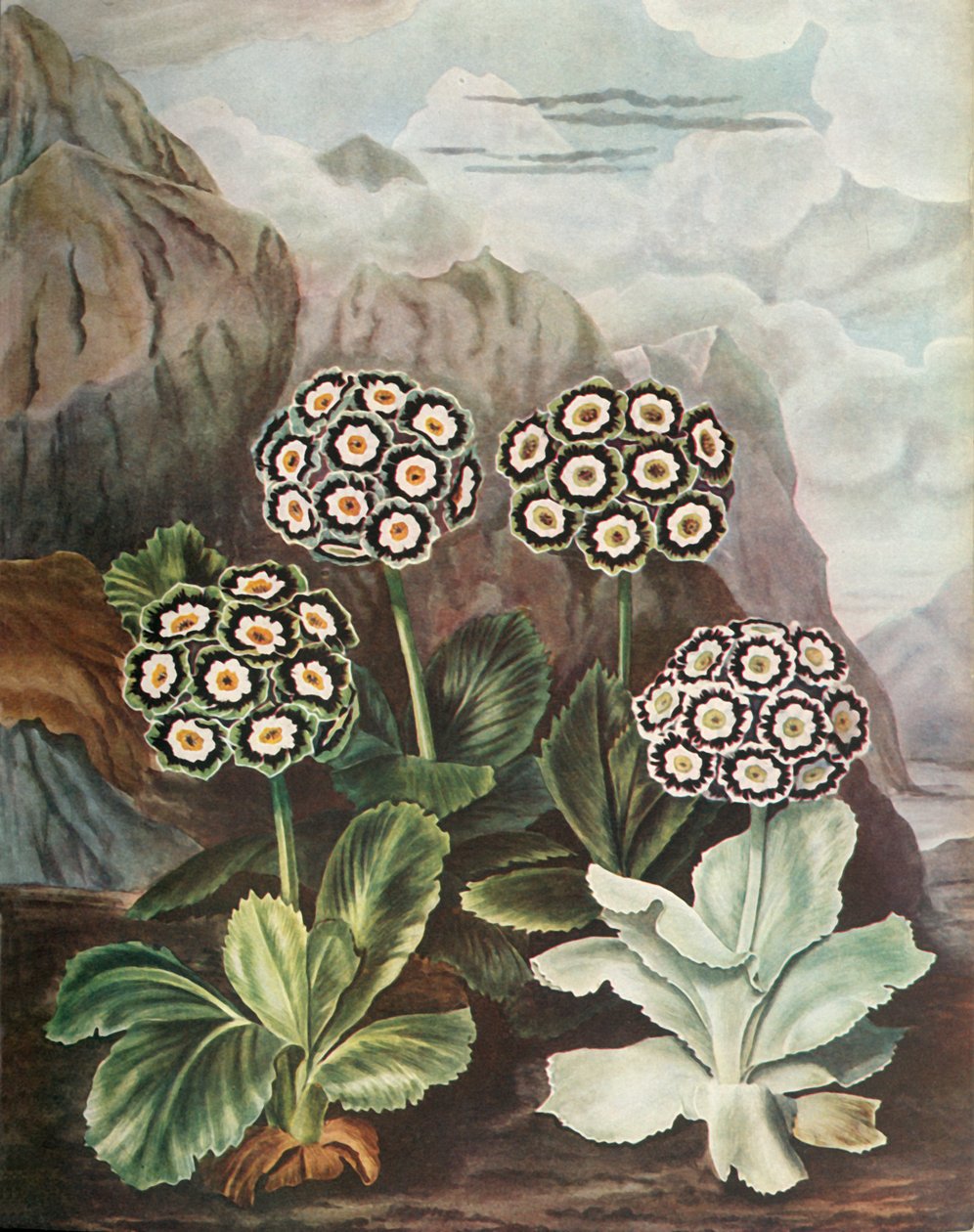 Auriculas, c1802-1821, 1948 av Thomas Baxter