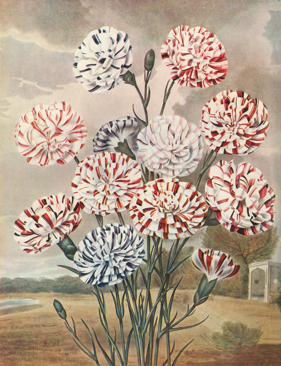 Picotees, c1802-1821, 1948. av Thomas Baxter