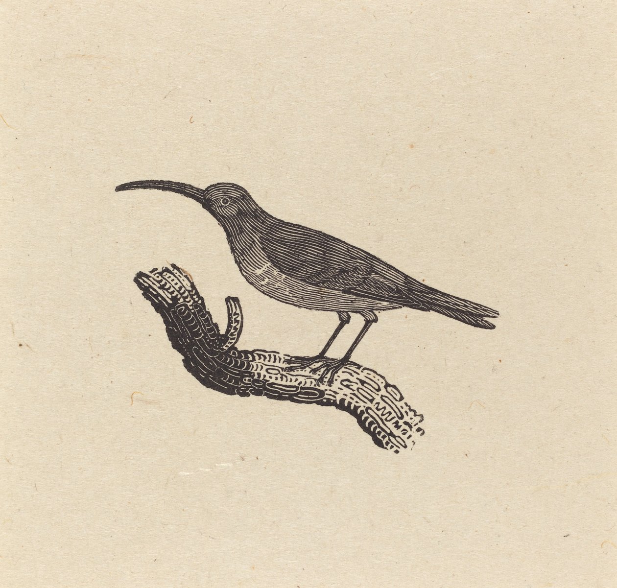 En fugl av Thomas Bewick