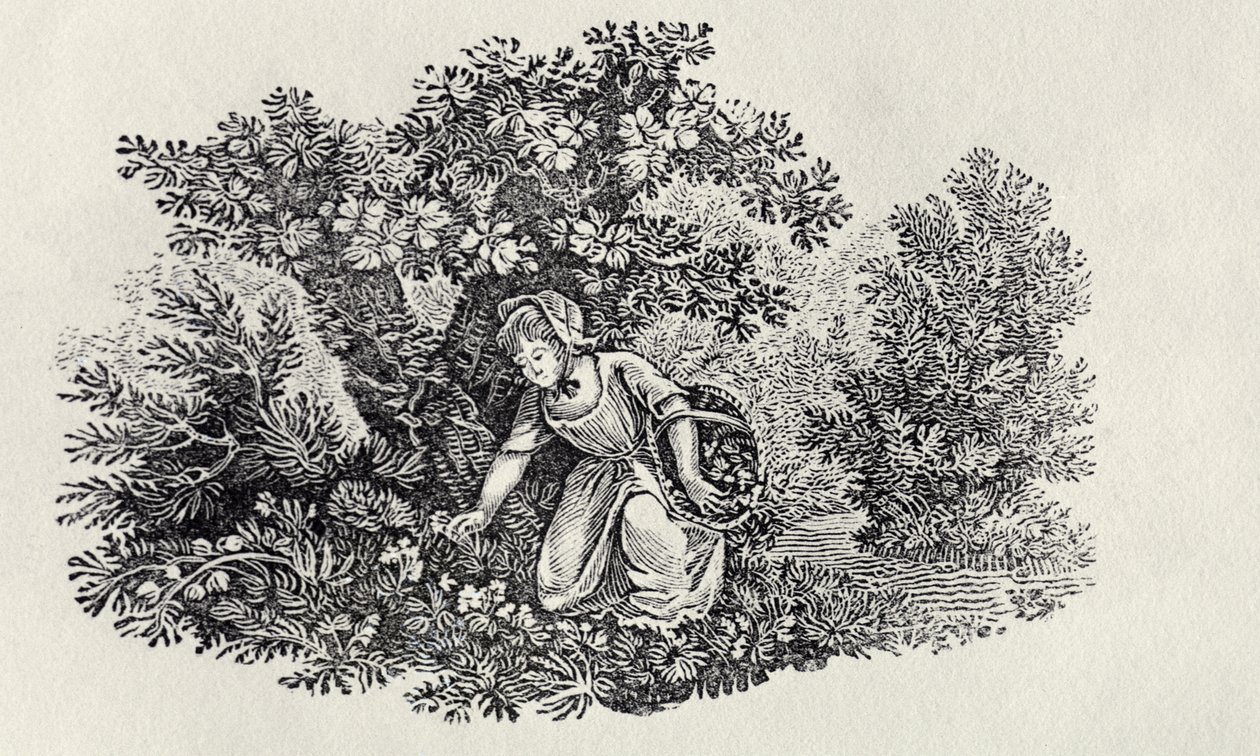 En jente som samler blomster fra "History of British Birds and Quadrupeds" av Thomas Bewick