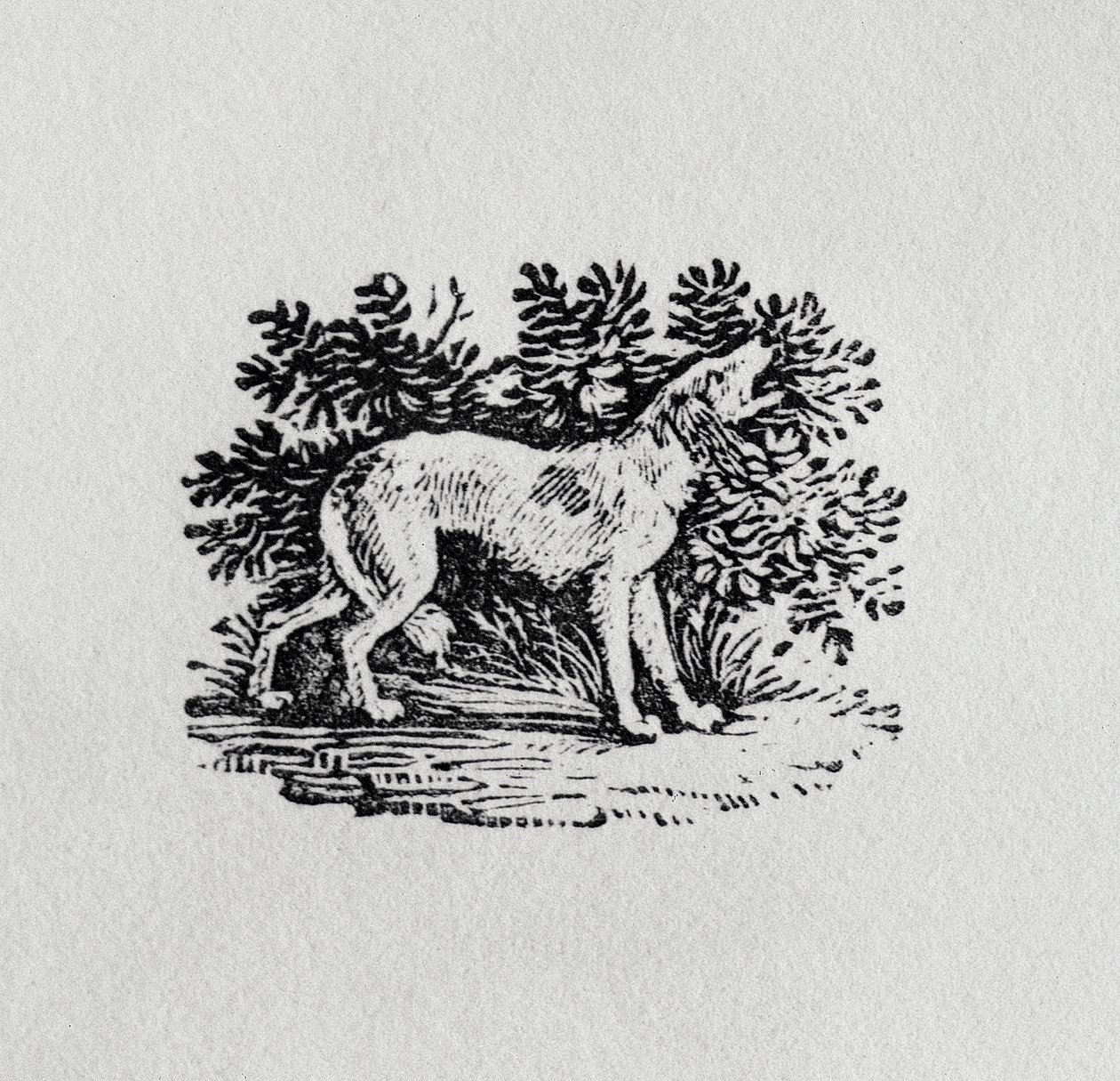 A Hound fra 'History of Quadrupeds', 1800-tallet av Thomas Bewick