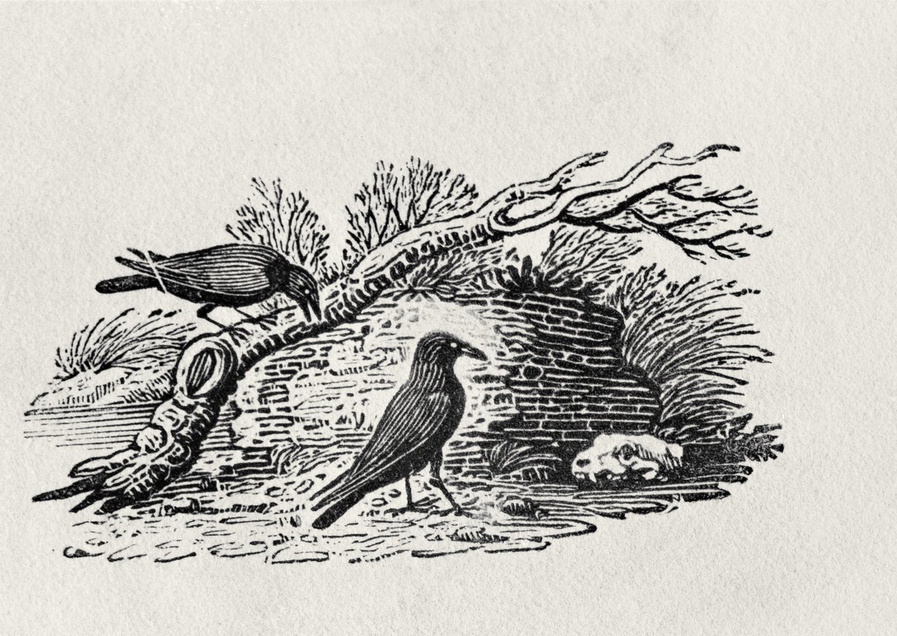 Crows (Corvus corone corone) fra 