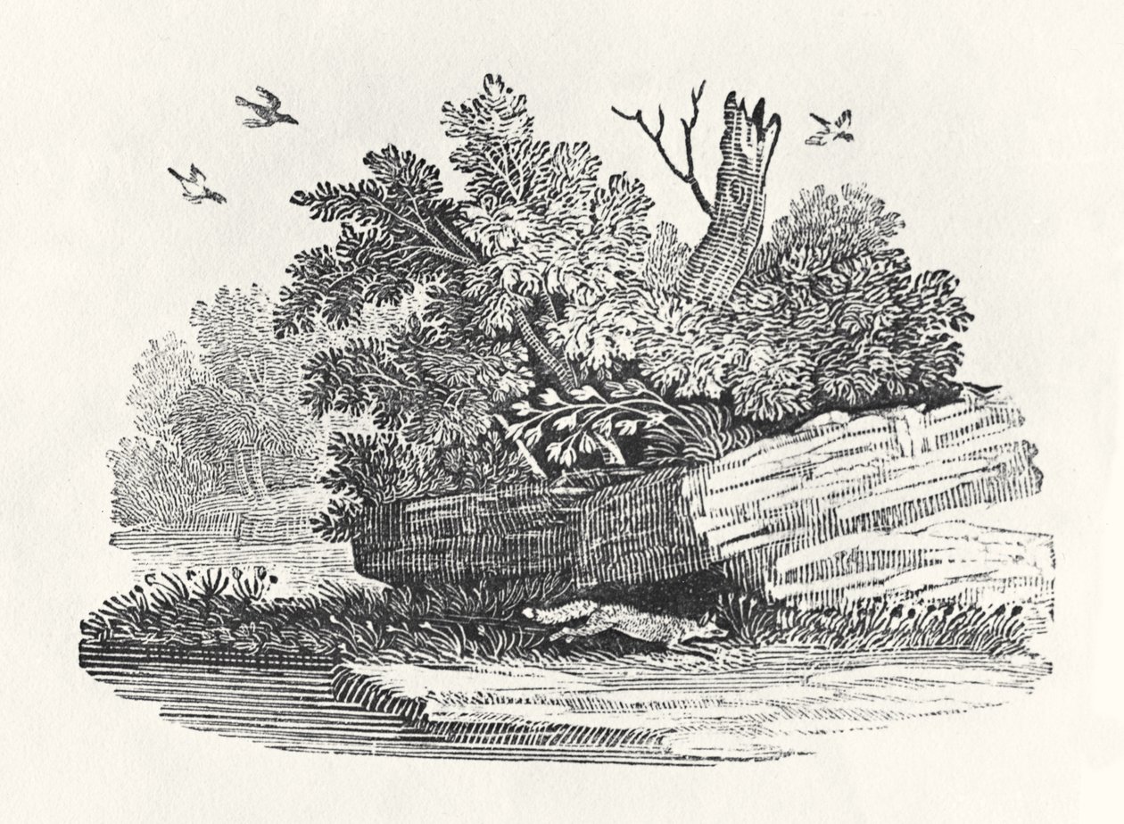 Fox escaping, fra 