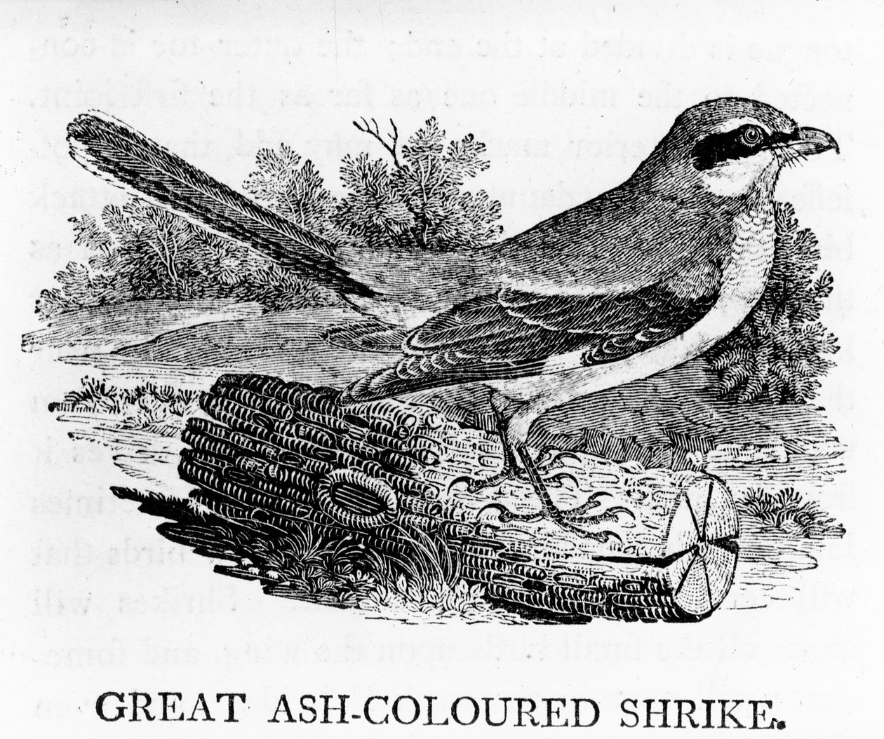 Great Ash-Coloured Shrike, illustrasjon fra 