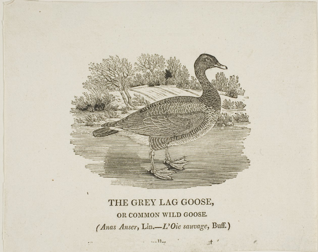  av Thomas Bewick