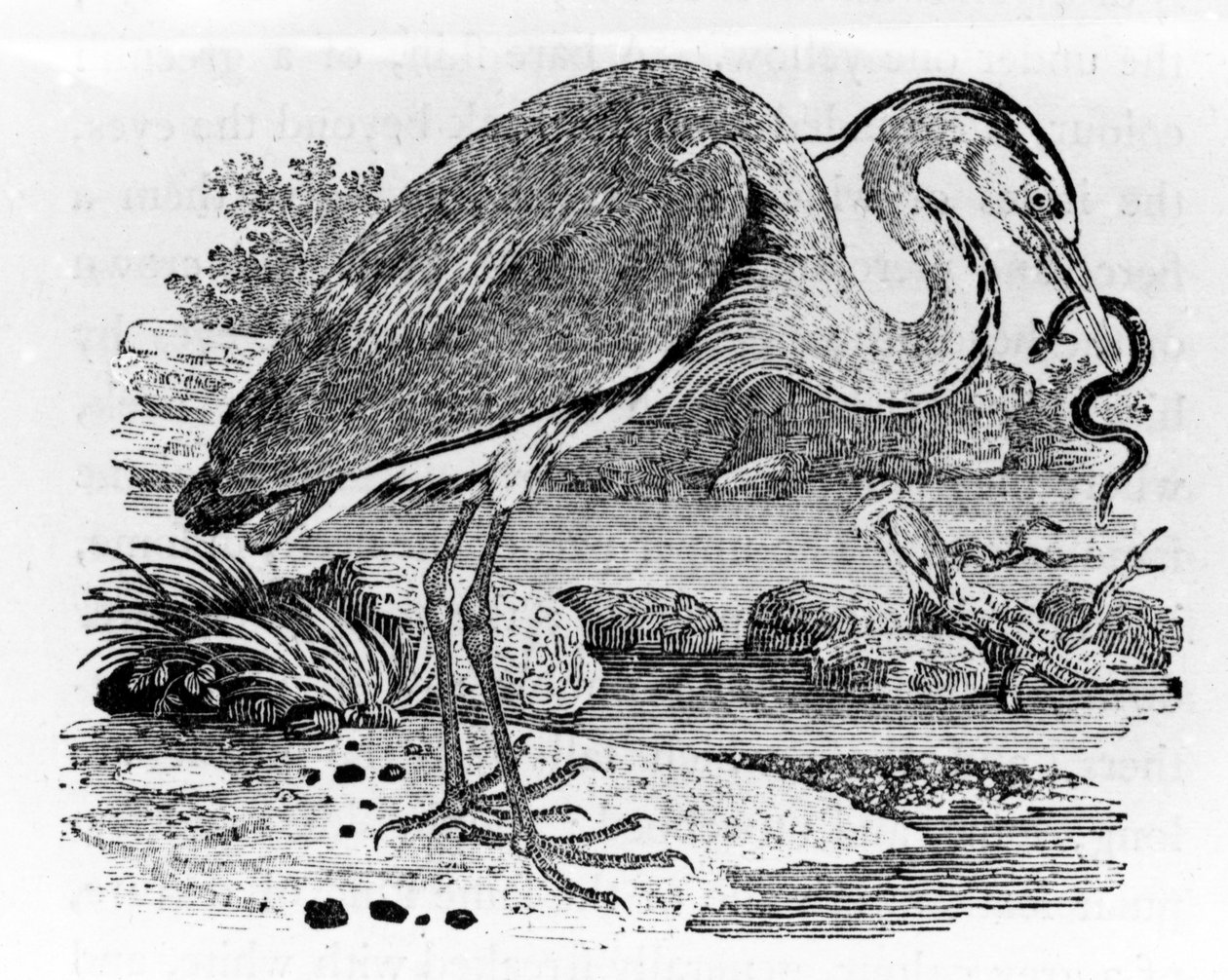 Heron, illustrasjon fra 