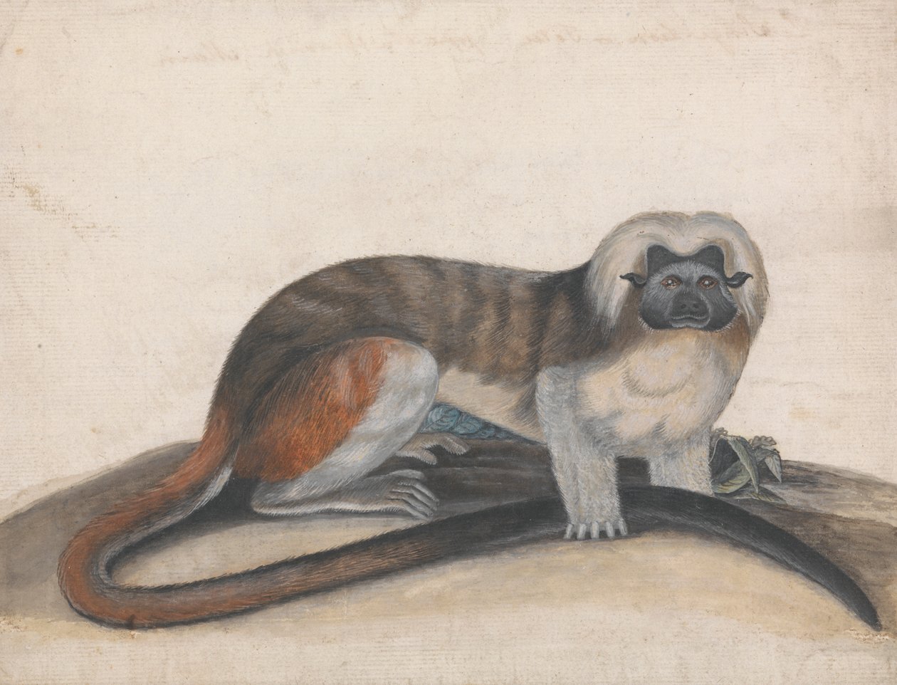 Studie for "The Pinche or Red Tailed Monkey" (tidligere Cottenhead Marmoset) av Thomas Bewick
