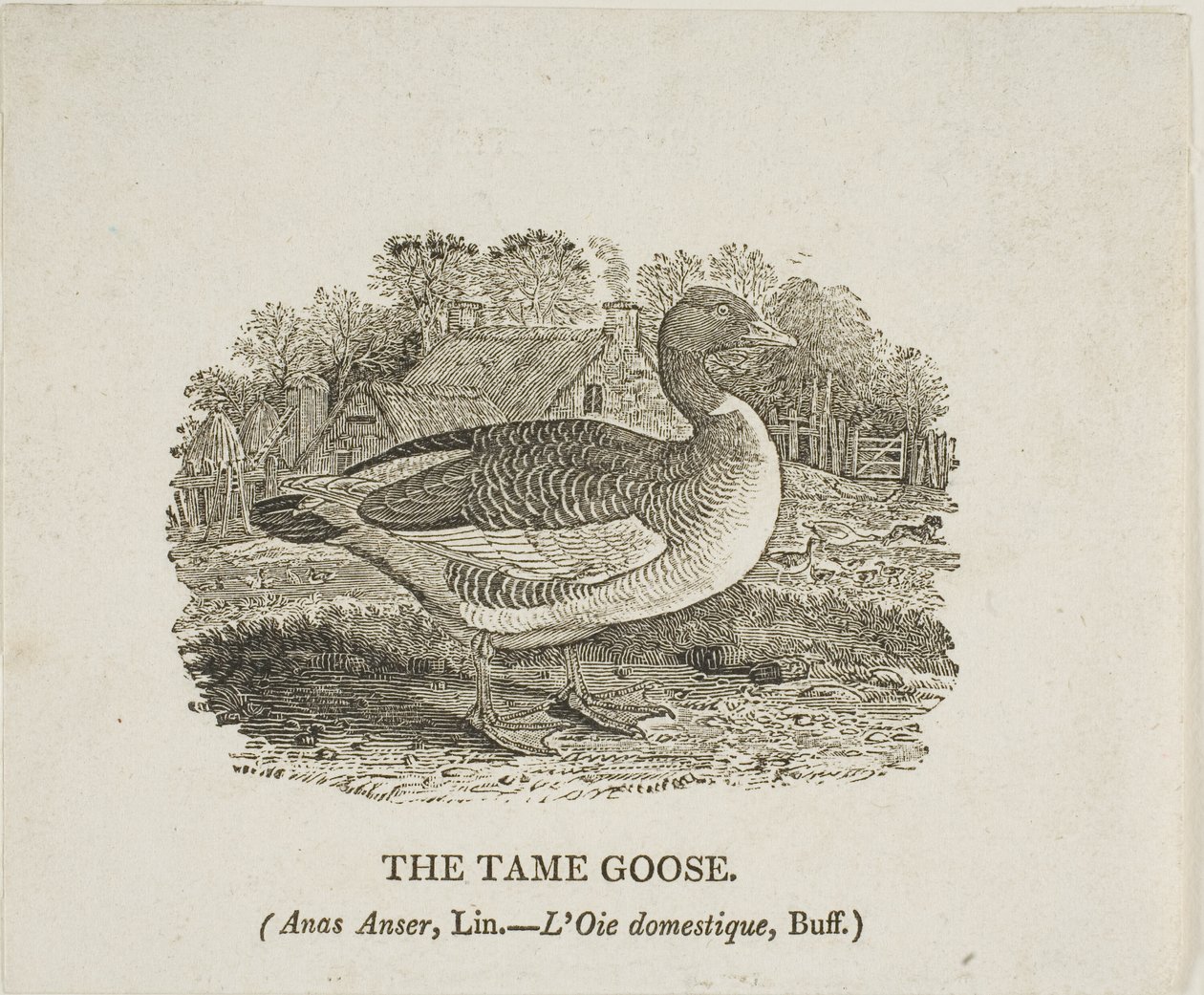  av Thomas Bewick