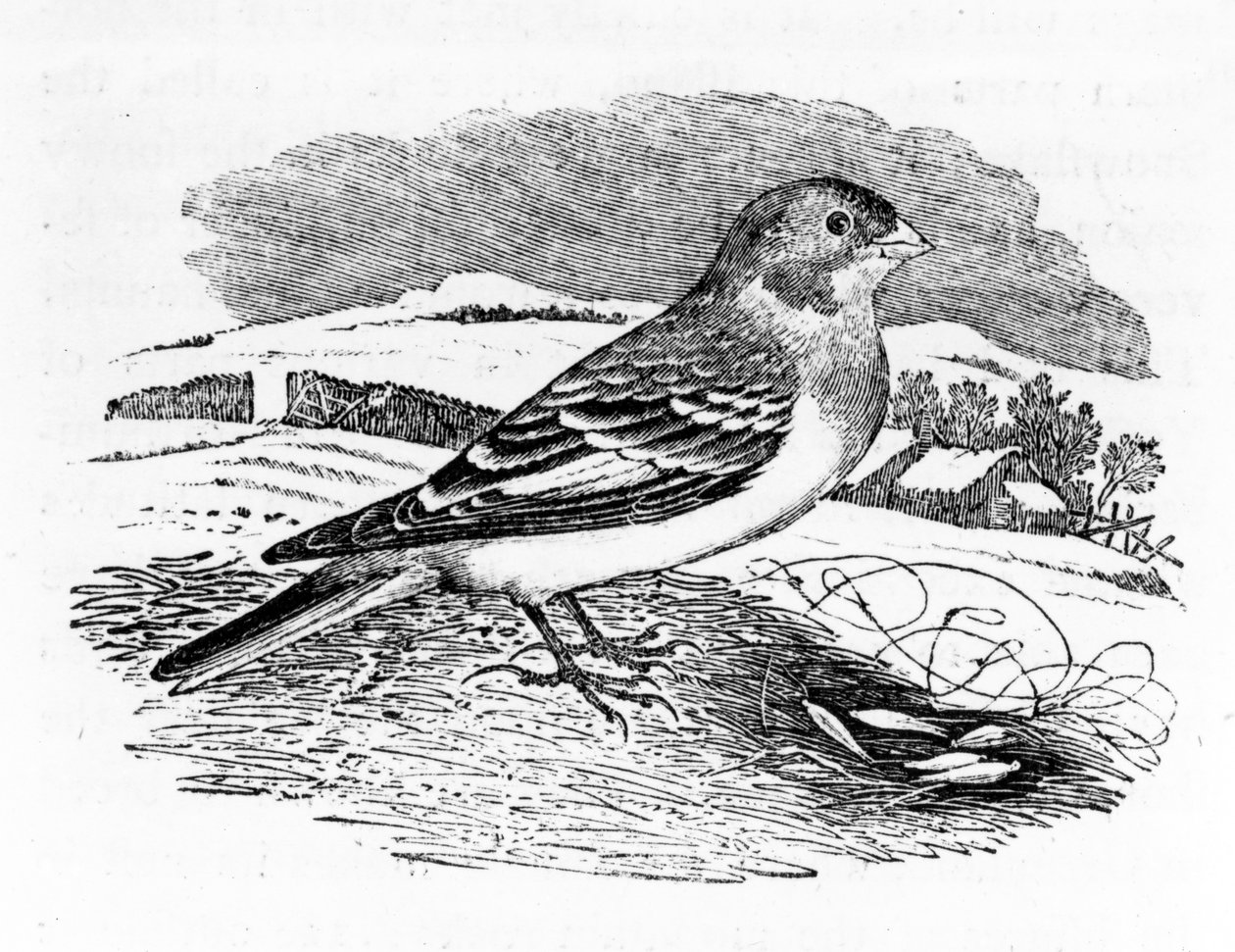 Tawny Bunting, illustrasjon fra 