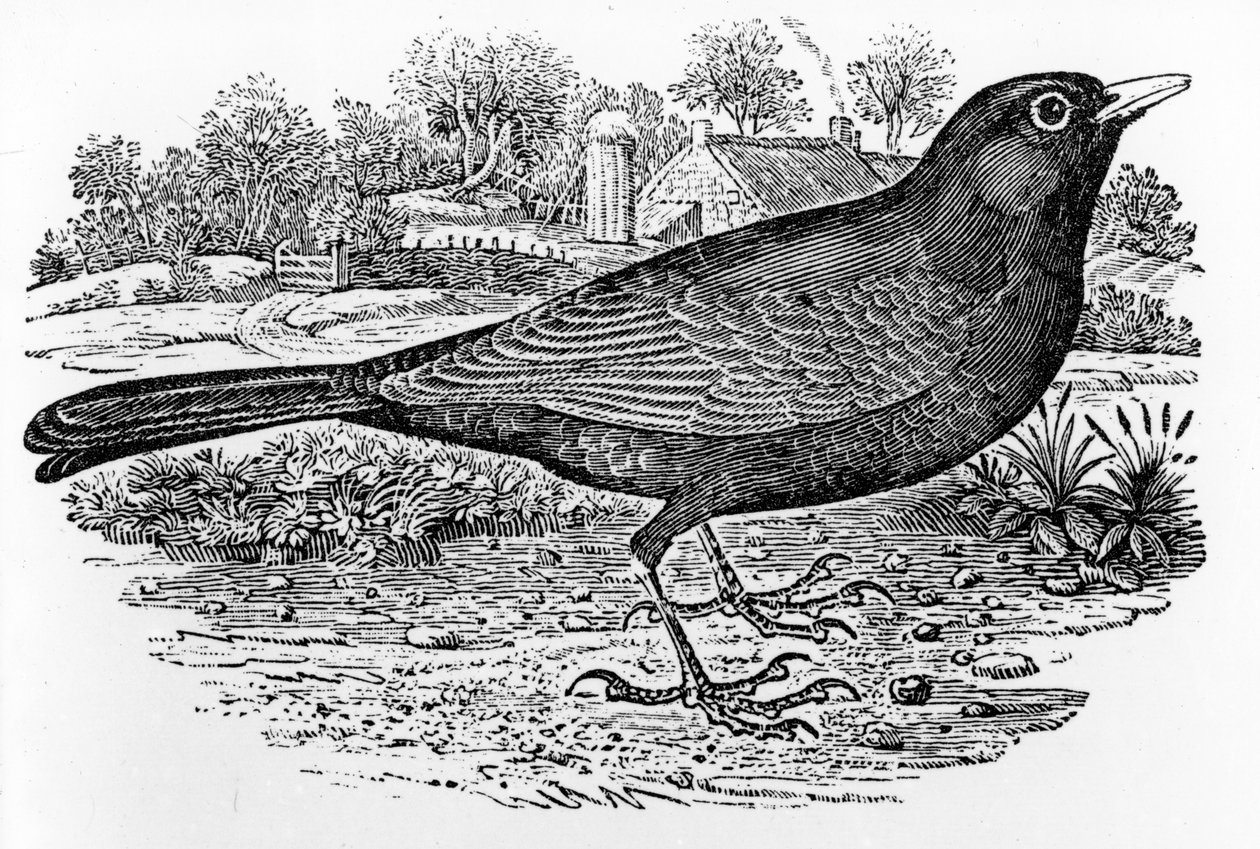 The Blackbird, illustrasjon fra 