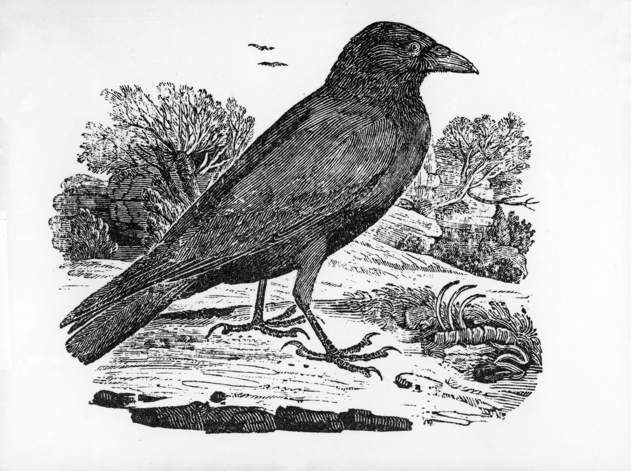 The Carrion Crow, illustrasjon fra 