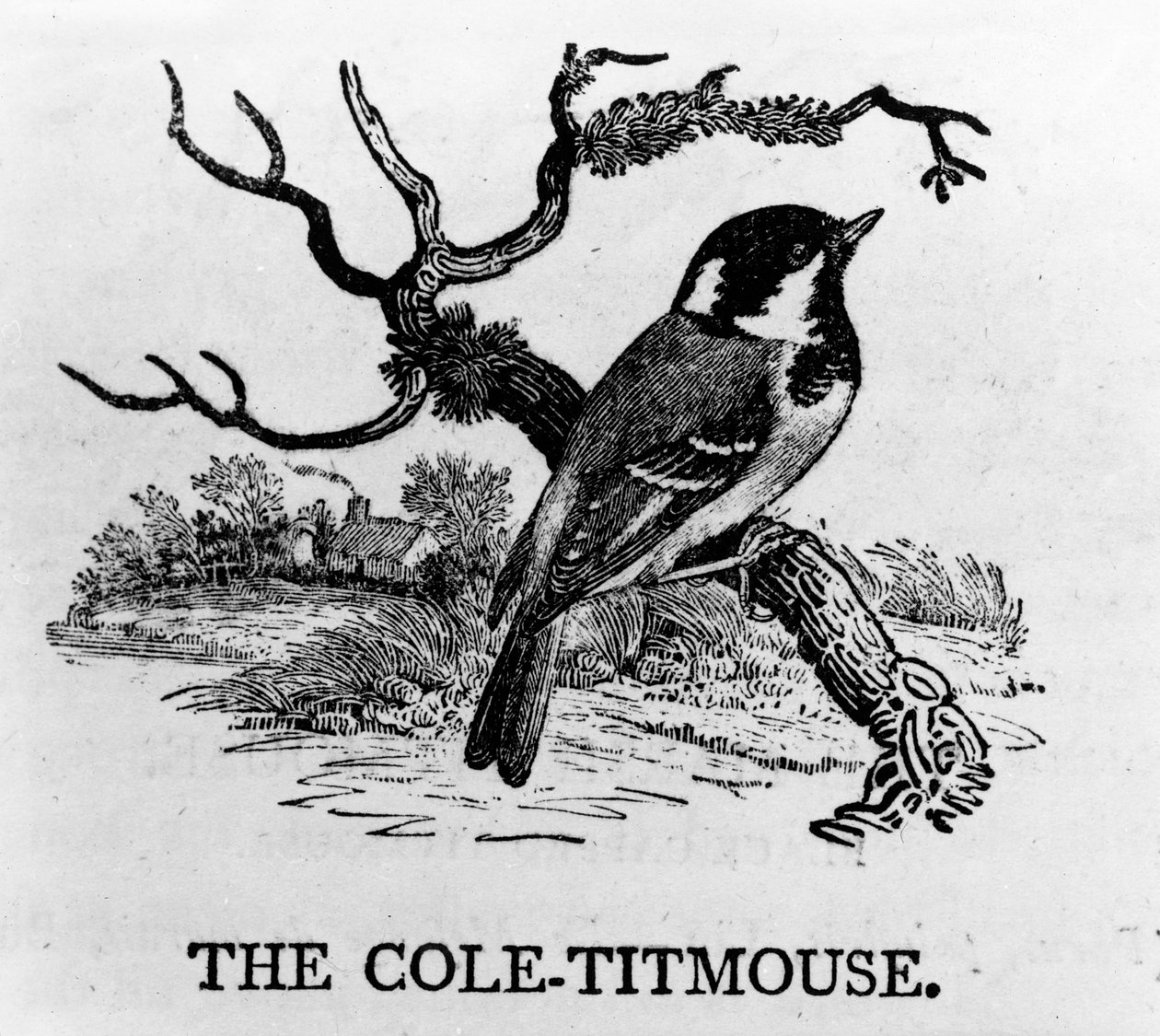 The Cole-Titmouse, illustrasjon fra 'The History of British Birds' av Thomas Bewick, først utgitt 1797 av Thomas Bewick