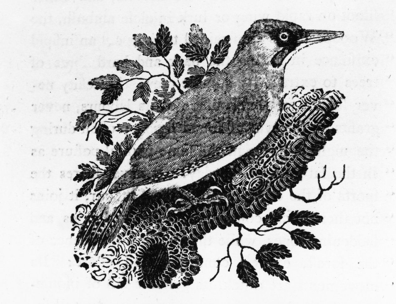 The Green Woodpecker, illustrasjon fra 