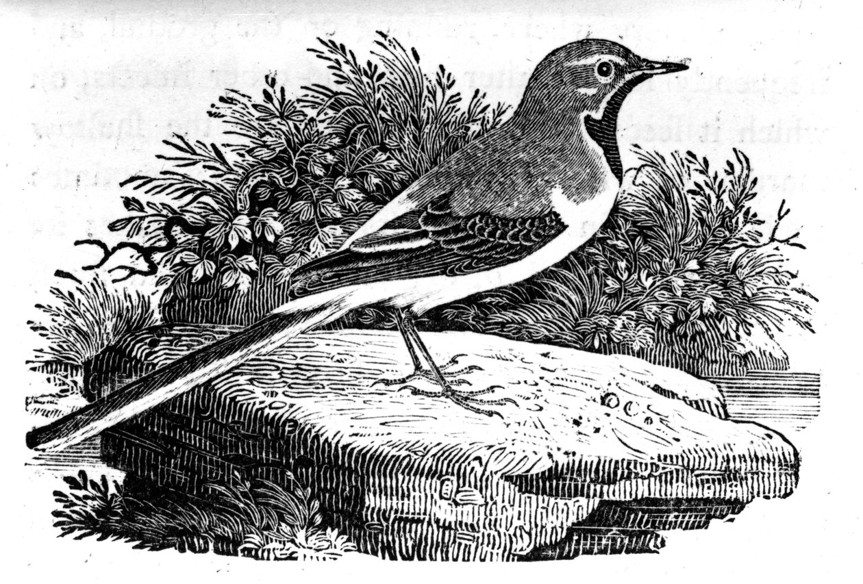 The Grey Wagtail, illustrasjon fra 