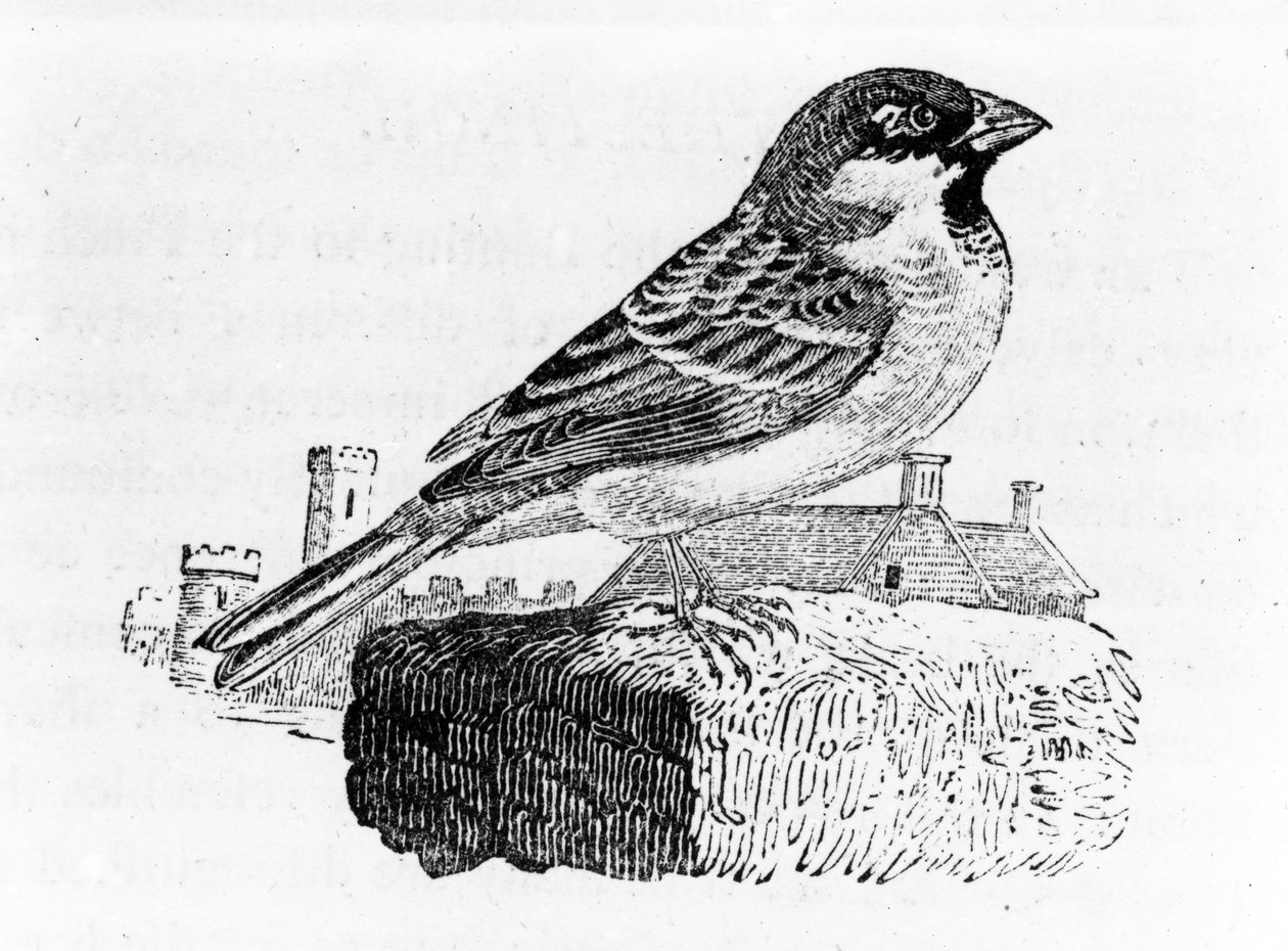 The House Sparrow, illustrasjon fra 