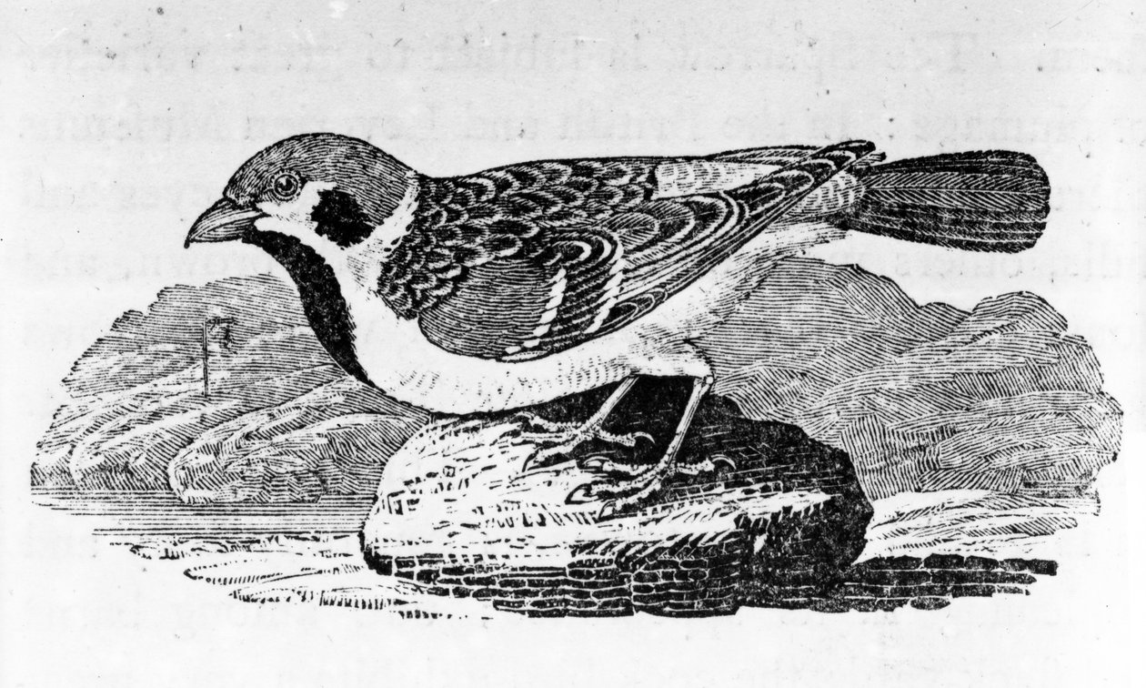 The Mountain Sparrow, illustrasjon fra 