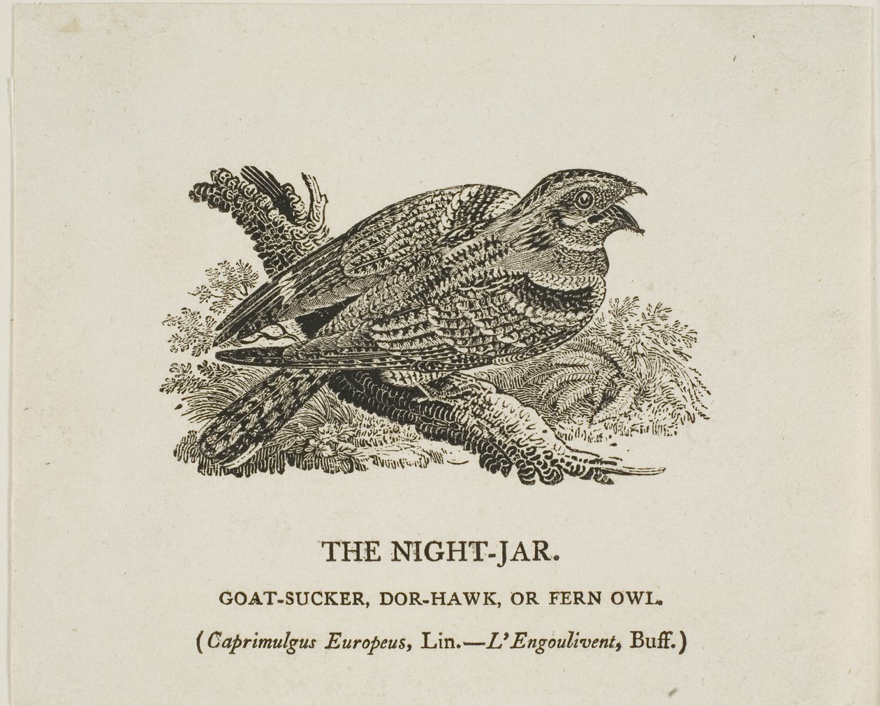  av Thomas Bewick