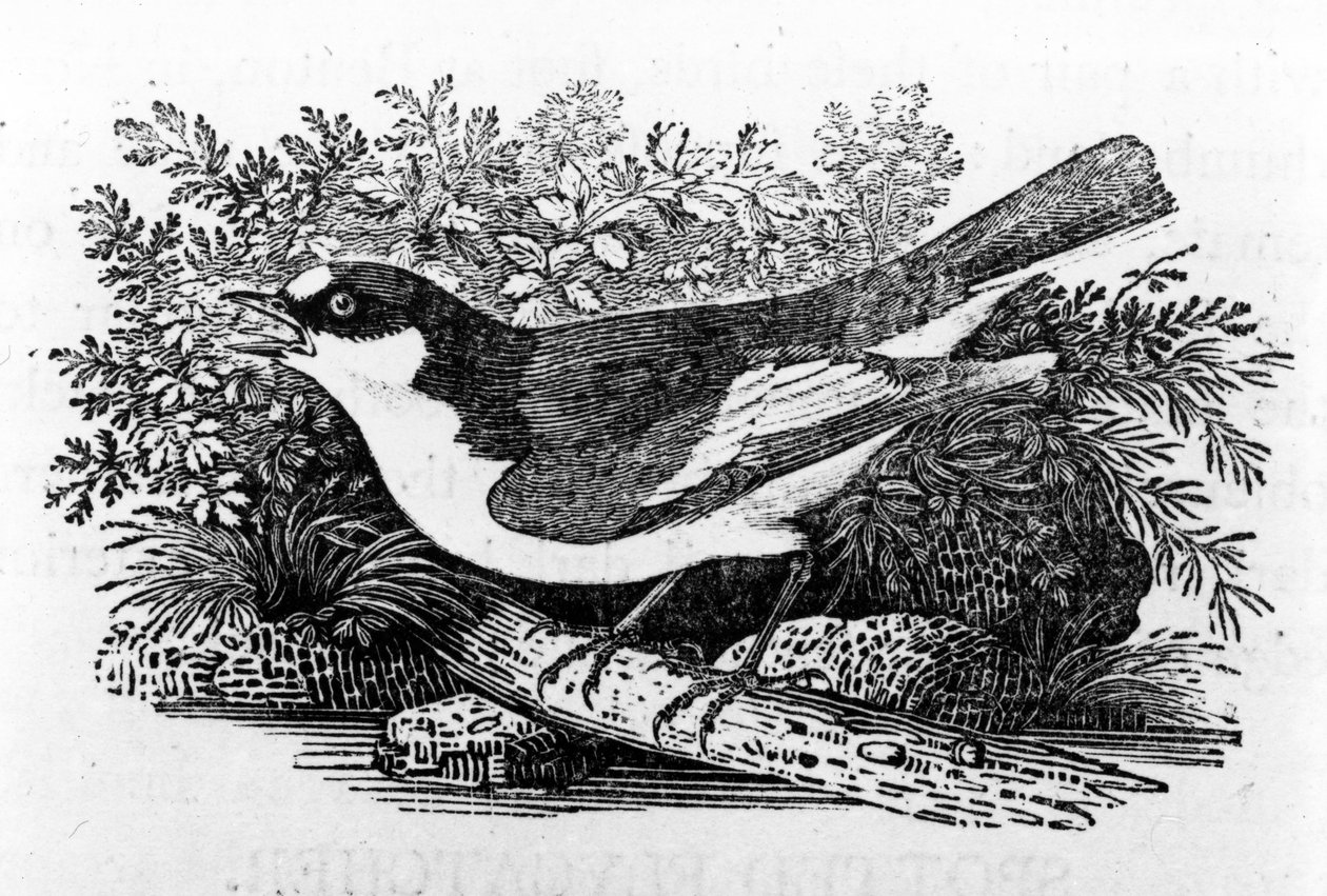 The Pied Flycatcher, illustrasjon fra 