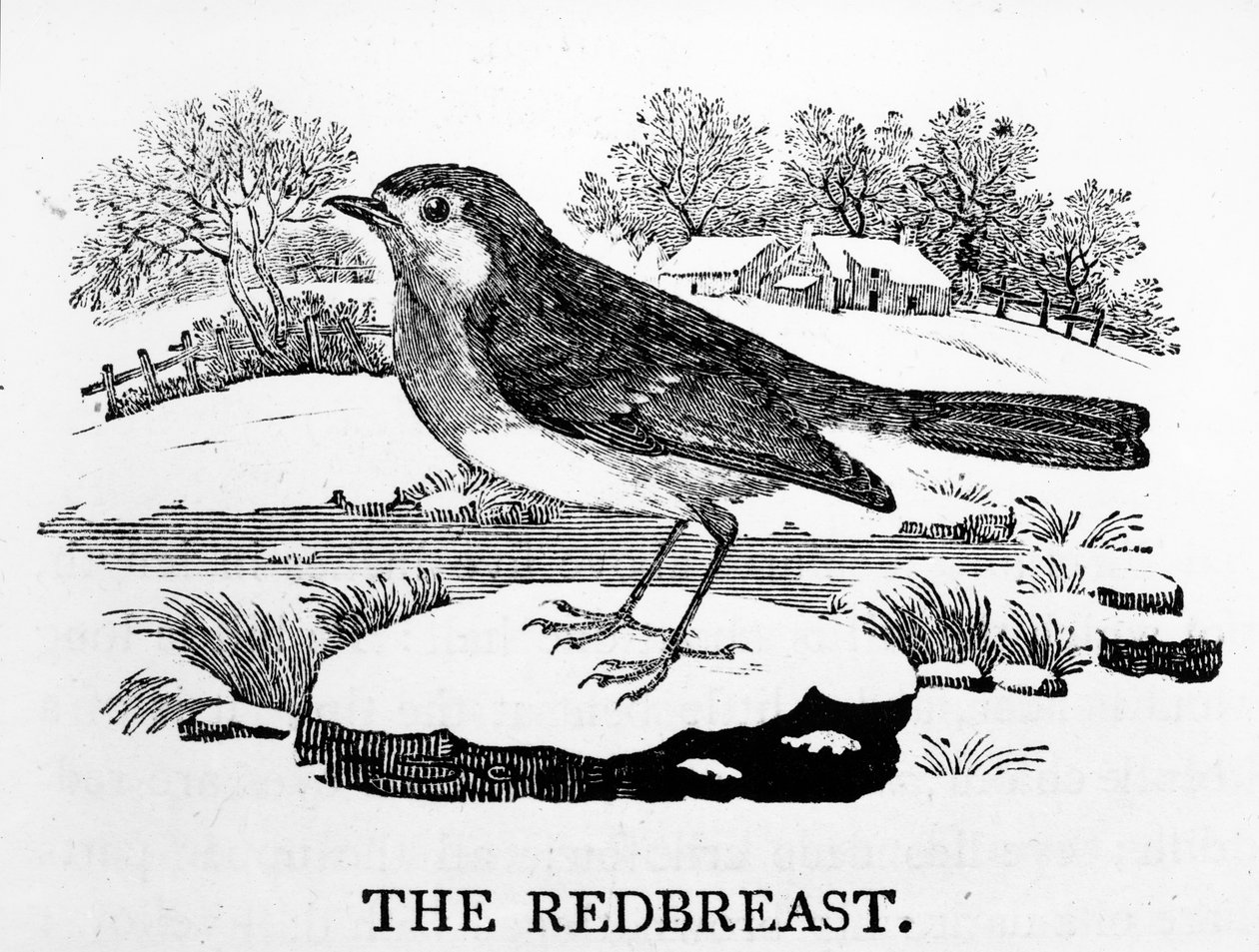 The Redbreast, illustrasjon fra 'The History of British Birds' av Thomas Bewick, først utgitt 1797 av Thomas Bewick