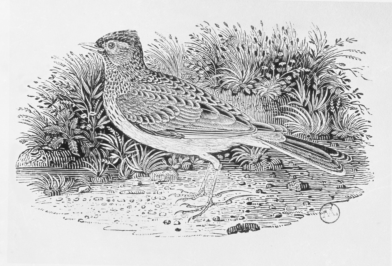 Skylarken (Alauda arvensis) fra 'History of British Birds' bind I, pub. 1797 (tregravering) av Thomas Bewick
