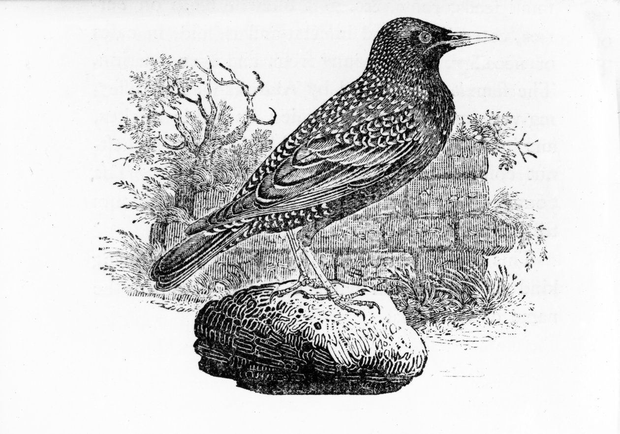 The Starling, illustrasjon fra 