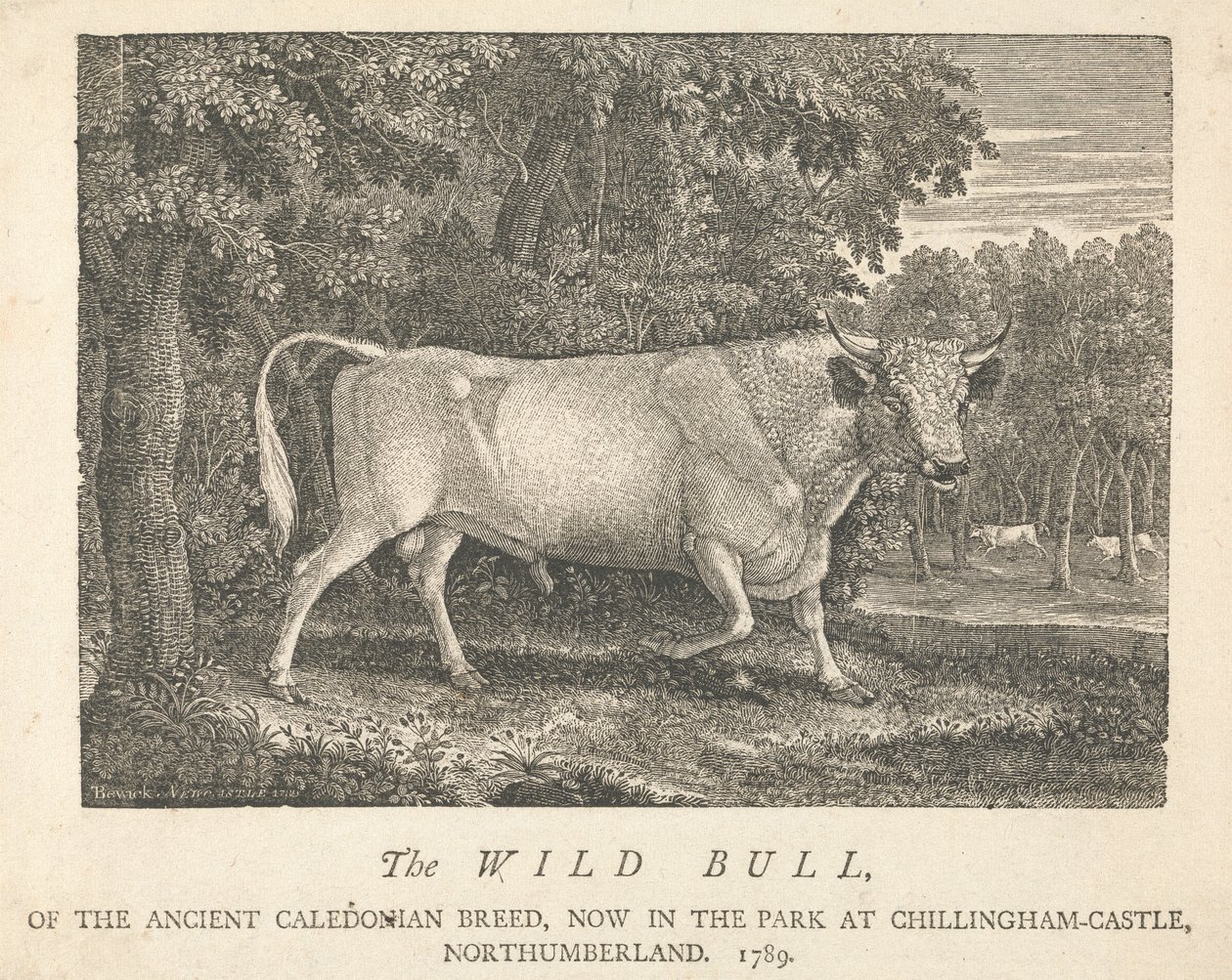 The Wild Bull, av den gamle kaledonske rasen, nå i parken, i Chillingham-Castle, Northumberland. av Thomas Bewick