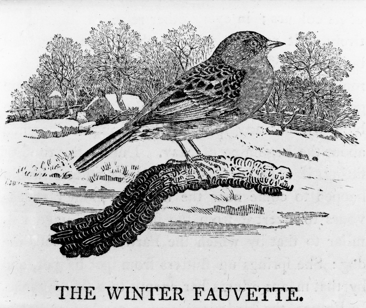 The Winter Fauvette, illustrasjon fra 