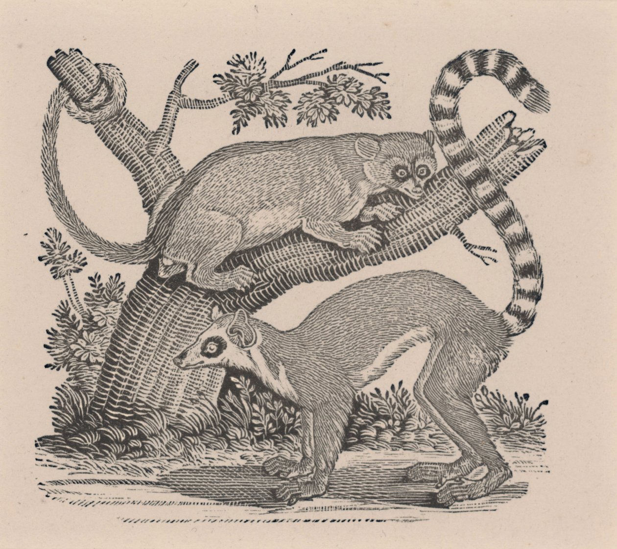 To lemurer, fra "General History of Quadrupeds" av Thomas Bewick