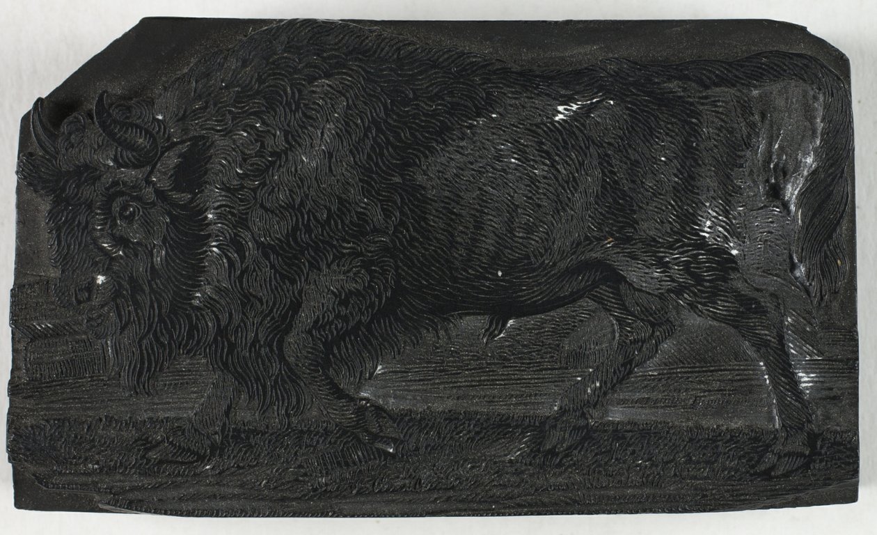 Treblokk for Urus eller Wild Bull, fra A General History of Quadrupeds av Thomas Bewick