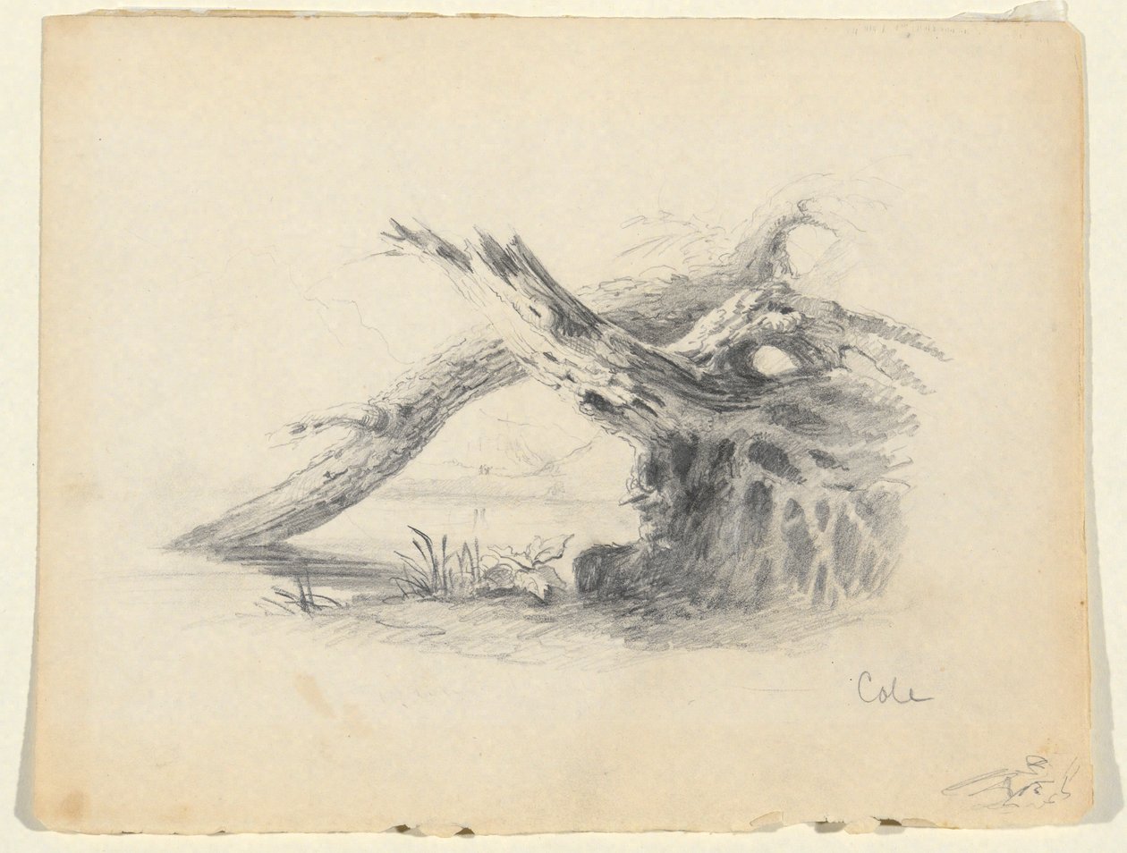 Skisse av to døde trær av Thomas Cole