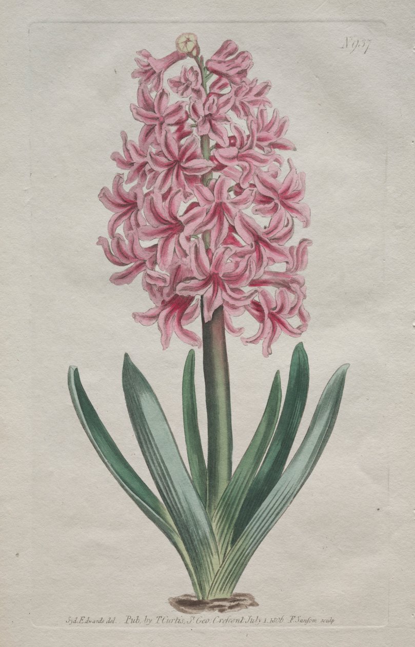 Det botaniske magasinet eller blomsterhagen vist: Hagehyacint av Thomas Curtis