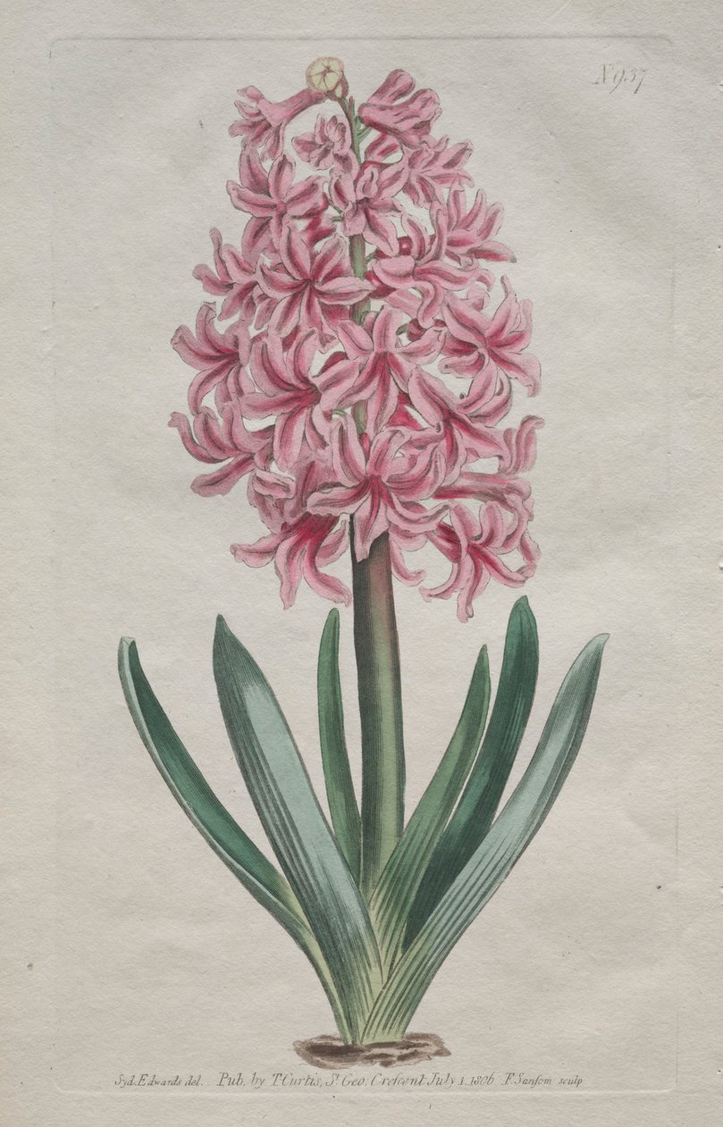 The Botanical Magazine eller Flower Garden vist: Garden Hyacinth, 1806. av Thomas Curtis