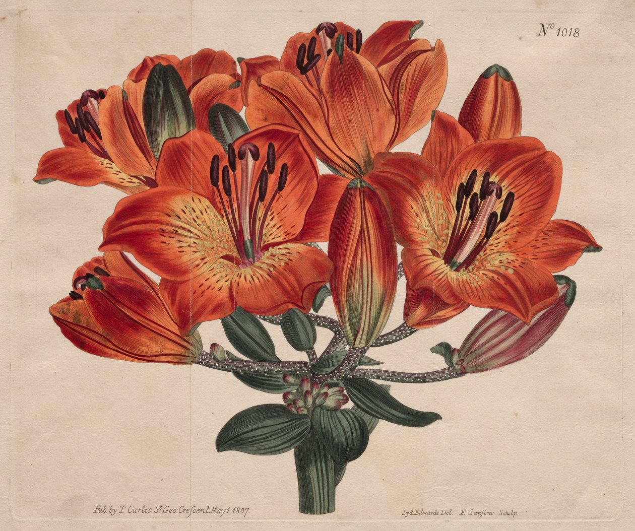 Det botaniske magasinet eller blomsterhagen vist: Skjorteblomstrende pærebærende oransje-lilje av Thomas Curtis