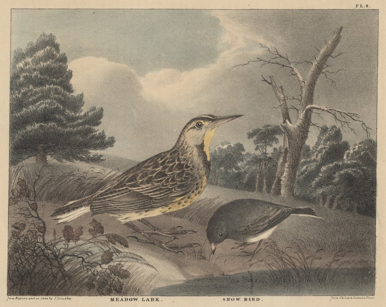Meadow Lark and Snow Bird, fra 