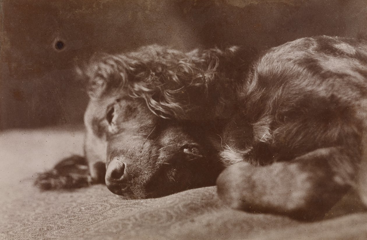 Boyce, portrett av en setterhund av Thomas Eakins