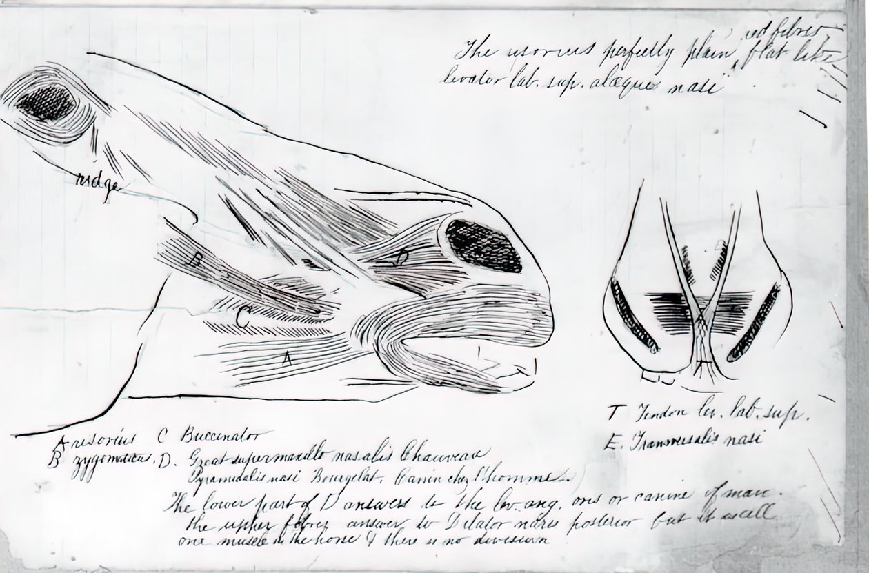 Uten tittel Anatomical Study Of Horse