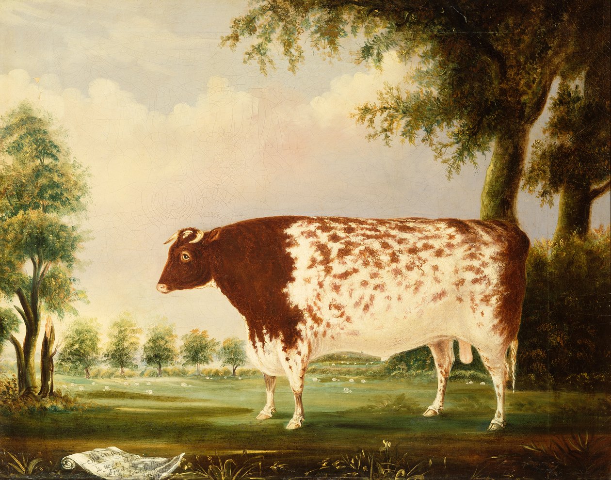Mina, en fire år gammel Shorthorn Bull, in a Meadow (olje på lerret) av Thomas Freebairn Wilson