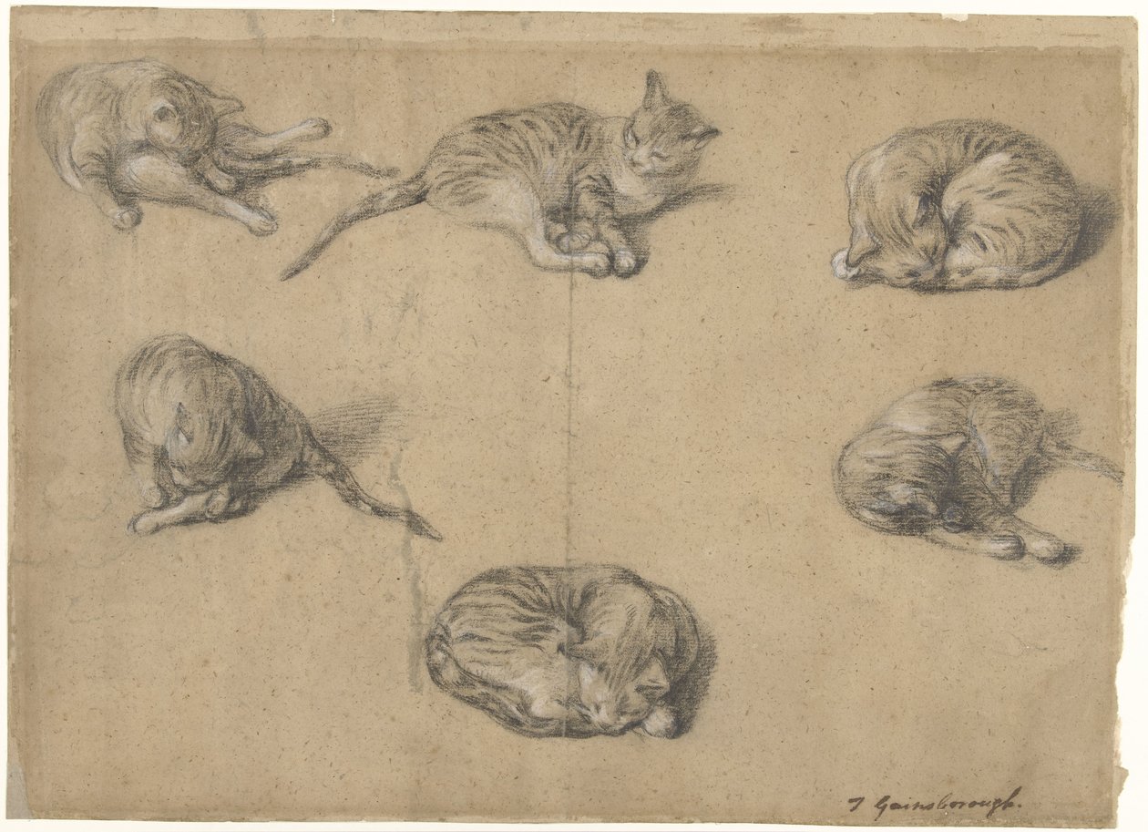 Seks studier av en katt av Thomas Gainsborough