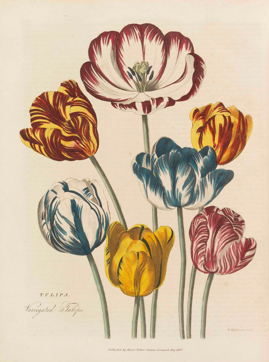Den universelle urten, 1824. av Thomas Green