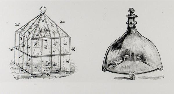 Vepse- og fluefeller, fra Thomas Mawsons 