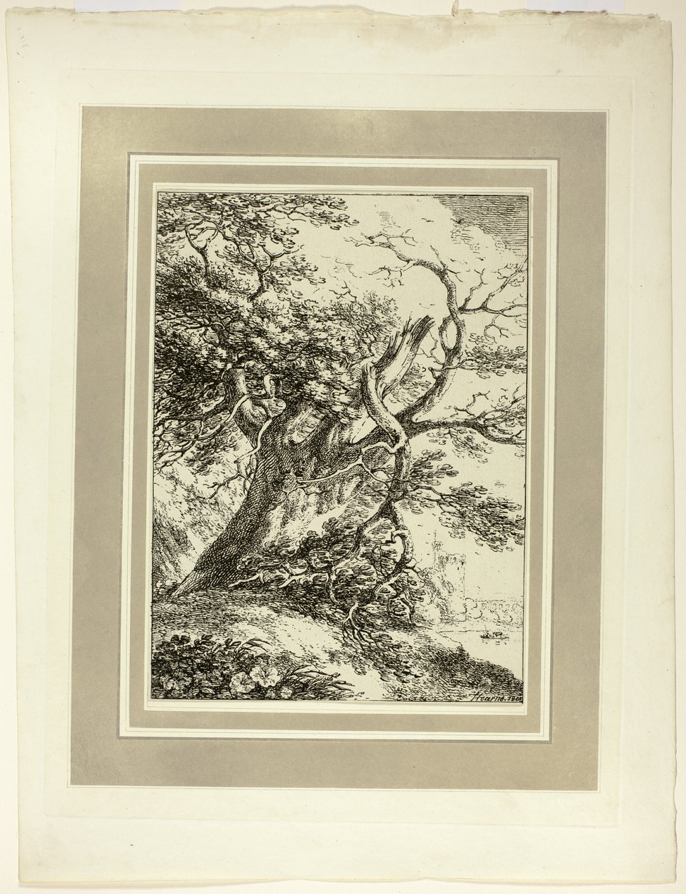 Old Tree, fra den første utgaven av Specimens of Polyautography av Thomas Hearne