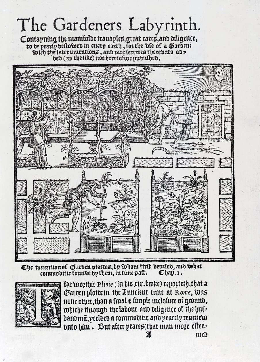 Arbor bygget som en skygge mot solen og planting i høybed, fra The Gardeners Labyrinth, 1577 av Thomas Hill