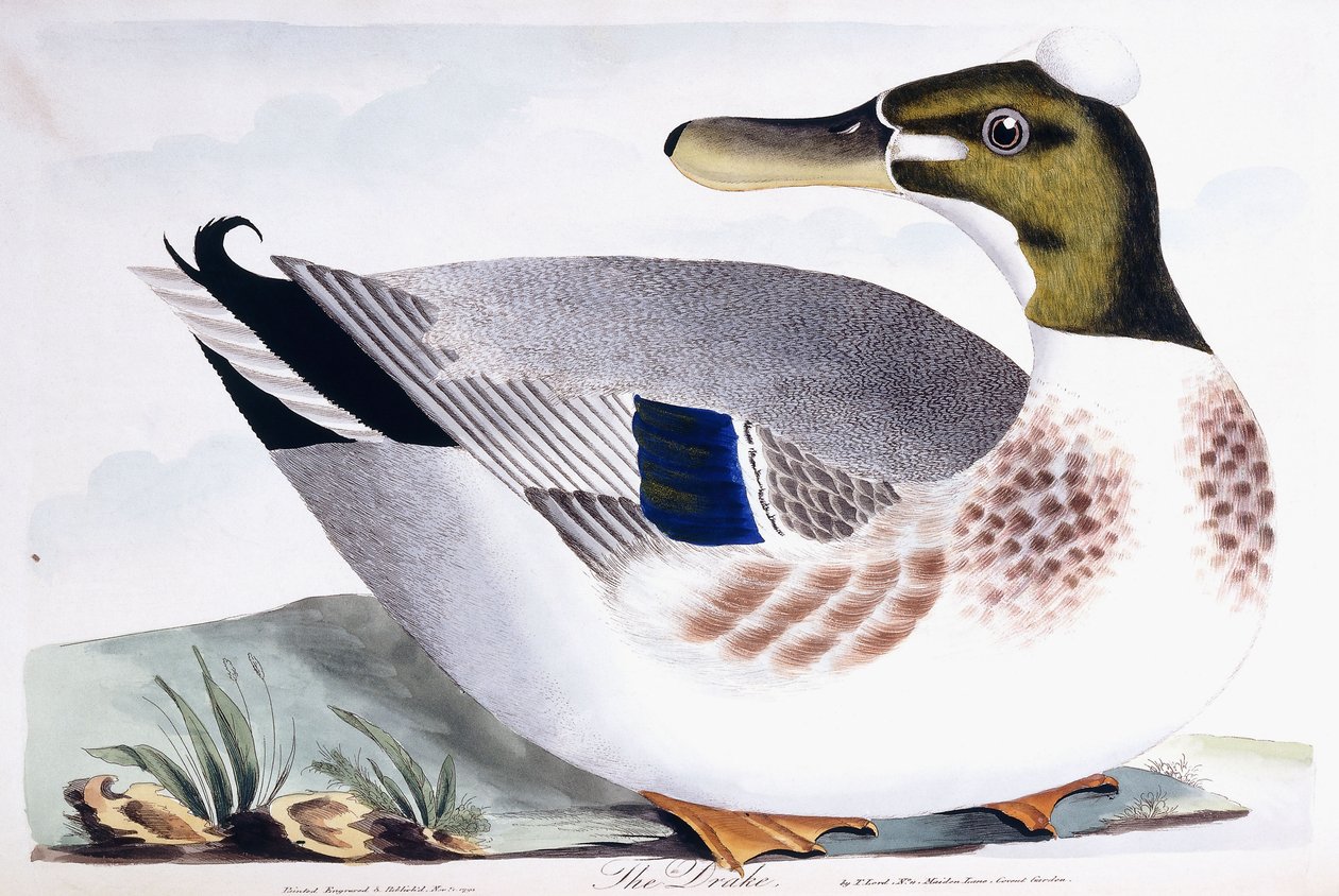 The Drake, 1791-96 av Thomas Lord