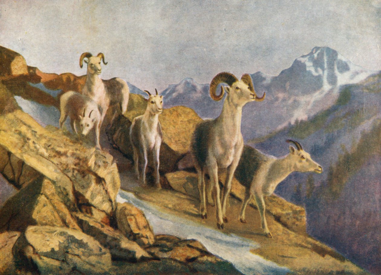 Fanning Sheep kommer ned for å beite (fargelitografi) av Thomas Mower Martin